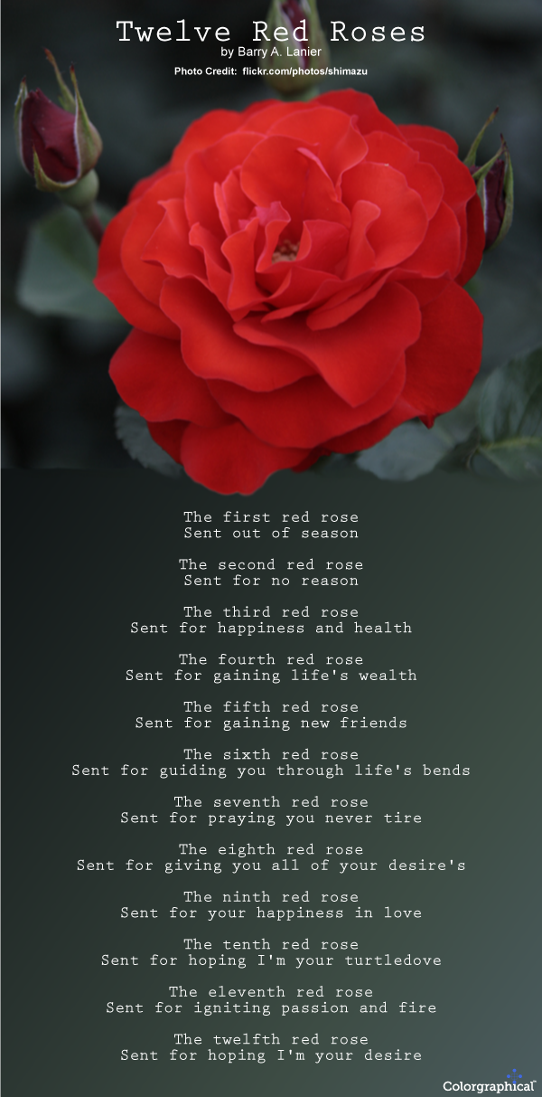 Roses Meaning And Symbolism TheLandofColor